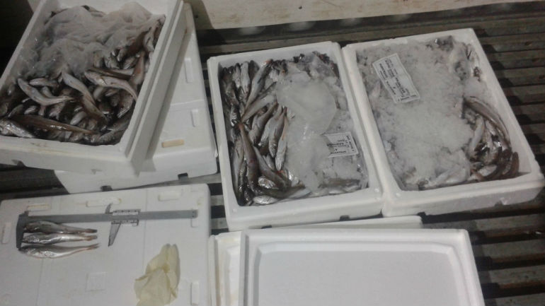 Θεσσαλονίκη: Πουλούσαν… «παράνομο» βακαλάο Θεσσαλονίκη: Πουλούσαν… «παράνομο» βακαλάο