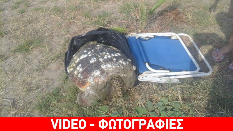 Ρέθυμνο: Νεκρή χελώνα βρέθηκε πεταμένη στα σκουπίδια