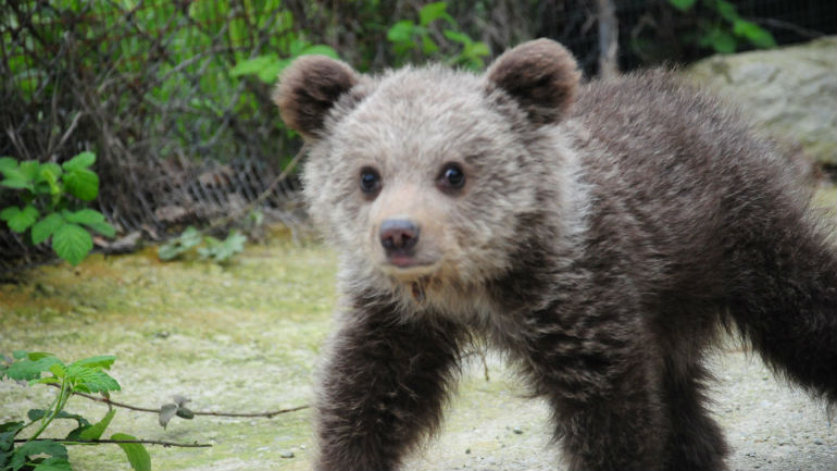 Χειροπέδες για παράνομο… αρκουδάκι