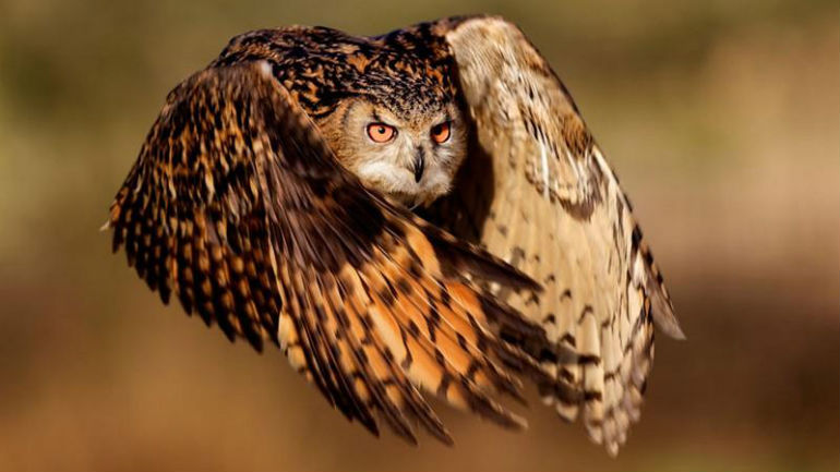 Ολλανδία: «Συνελήφθη» μπούφος που είχε επιτεθεί σε περισσότερους από 50 πολίτες