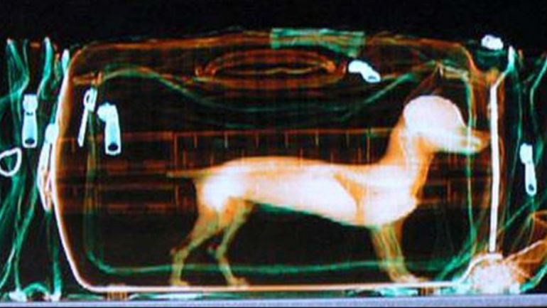 ΗΠΑ: Συναγερμός για… τσιουάουα σε βαλίτσα