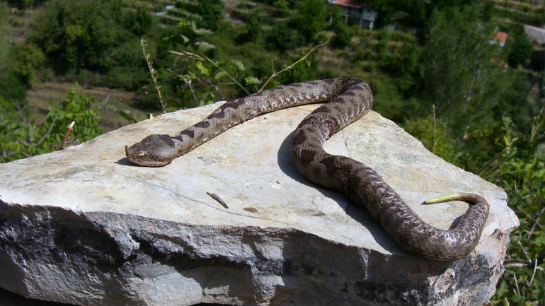 Δομοκός: Το δάγκωμα της οχιάς τον έστειλε στο νοσοκομείο