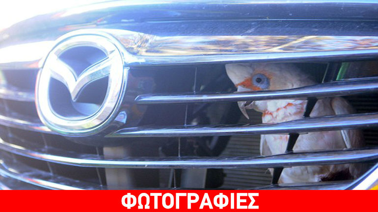 Αυστραλία: Παπαγάλος παγιδεύτηκε στη μάσκα αυτοκινήτου
