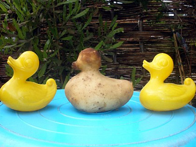 Το ασχημόπαπο που έγινε… πατάτα