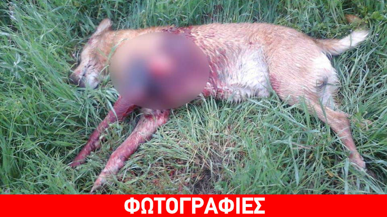 Ιωάννινα: Σκότωσε σκύλο με γκασμά επειδή έφαγε κότα