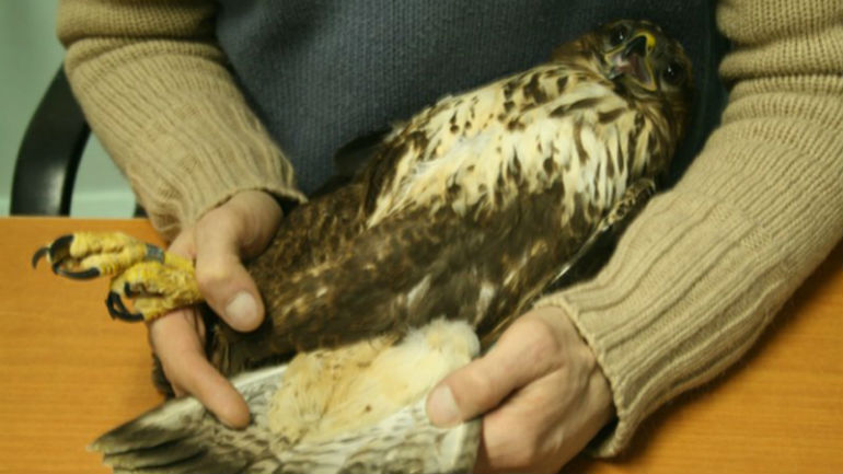 «Σπίτι» για τα τραυματισμένα πουλιά σχεδιάζει η Δράση για την Άγρια Ζωή