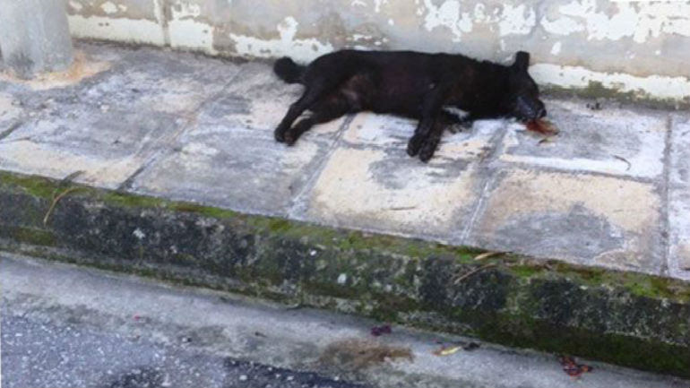 Ηράκλειο: Γέμισαν νεκρούς σκύλους οι δρόμοι