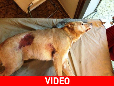 Αερογέφυρα σωτηρίας για τραυματισμένο αδέσποτο