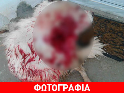 Χανιά: Πυροβόλησε σκύλο στο κεφάλι