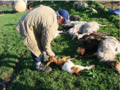 Λέσβος: Τα αδέσποτα έχουν γίνει ο φόβος και ο τρόμος