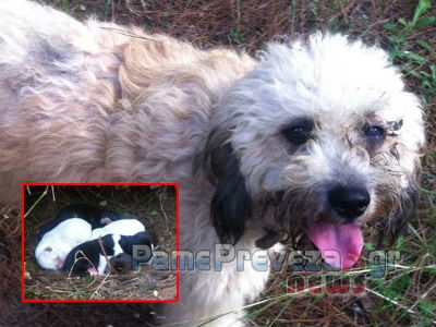 Πρέβεζα: Εγκατέλειψαν σκυλάκι με έξι κουτάβια