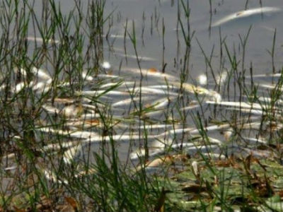 Ηλεία: Νεκρά ψάρια από δυναμίτη