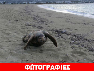 Νεκρή χελώνα σε παραλία της Νάξου