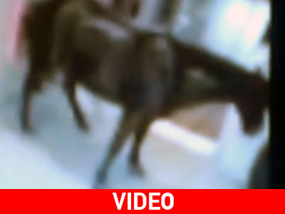 Έδιωξαν πελάτη από ξενοδοχείο επειδή ήταν… άλογο