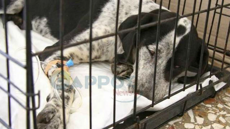 Μεσσηνία: Οκτώ σκυλιά νεκρά από φόλες