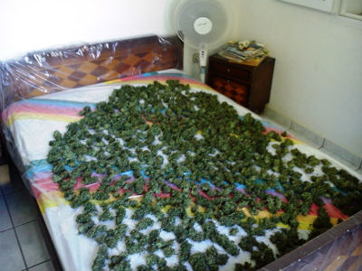 Αποξήραινε την κάνναβη στο κρεβάτι