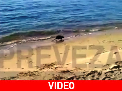 Απρόσμενος επισκέπτης σε παραλία της Πρέβεζας