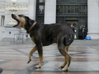 ΗΠΑ: Θέλουν για δήμαρχο τον Αϊνστάιν