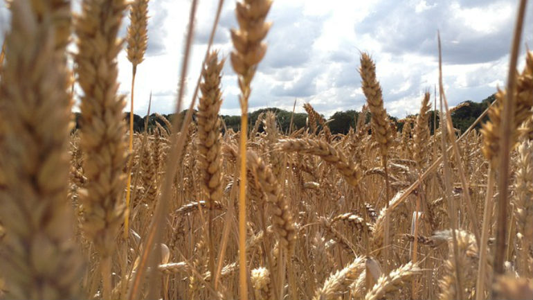 Ξάνθη: Μάζευε σιτάρι… γυμνός