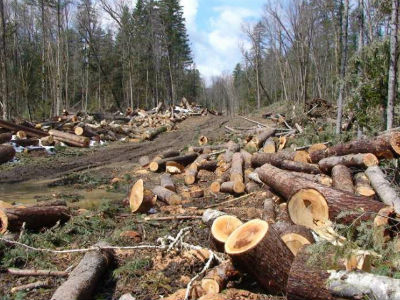 Λαθροϋλοτόμοι είχαν κόψει 50 τόνους ξυλείας