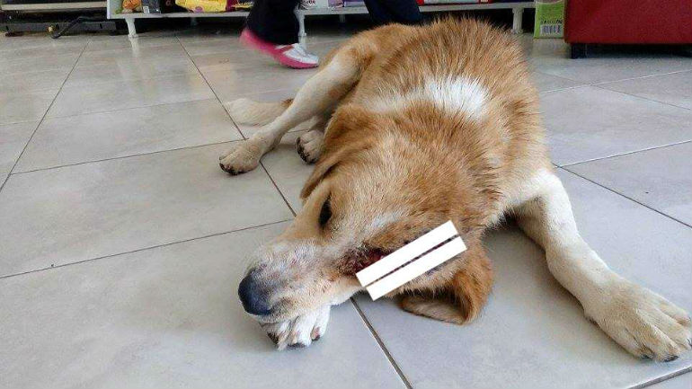 Φρίκη: Τραυμάτισε σκύλο στο κεφάλι με μπαλτά