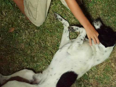 Πρέβεζα: Εγκατέλειψαν 57 κουτάβια σε έναν μήνα