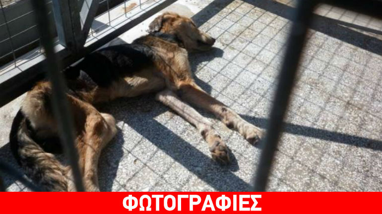 Βόλος: «Κτηνωδία στο καταφύγιο αδέσποτων ζώων»