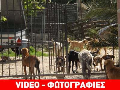 Θλιβερές εικόνες στο καταφύγιο αδέσποτων