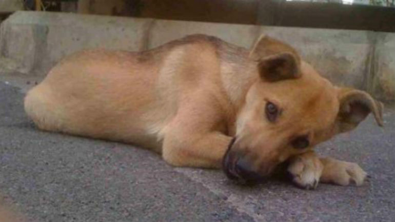 Μυτιλήνη: Εγκατέλειψαν στον δρόμο το κατοικίδιό τους