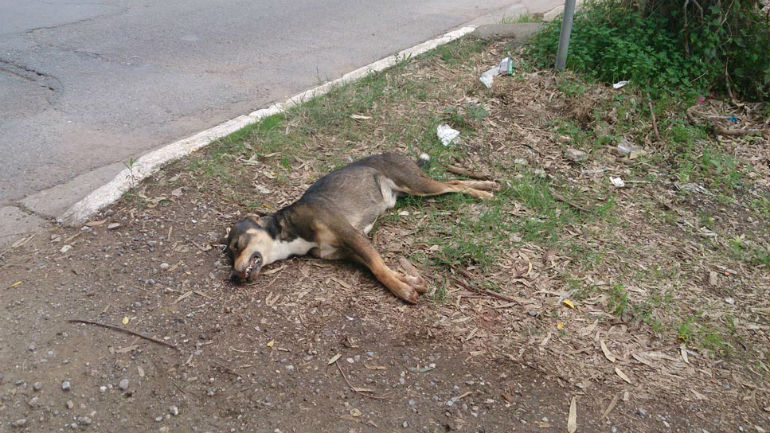 Ρόδος: Επιδρομή με φόλες σκορπίζει τον θάνατο