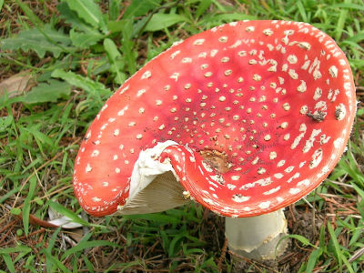 Δηλητηριασμένα μανιτάρια έστειλαν 42 άτομα στο νοσοκομείο Δηλητηριασμένα μανιτάρια έστειλαν 42 άτομα στο νοσοκομείο