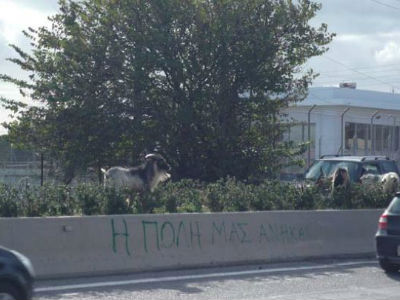 Ρόδος: Στη δικαιοσύνη οι βοσκοί που δεν επιτηρούν τα κοπάδια τους