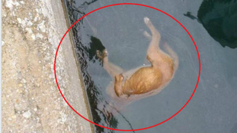 Έδεσαν σκύλο και τον πέταξαν στη θάλασσα