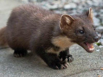 Κουνάβι βύθισε στο σκοτάδι περιοχές της Χαλκίδας