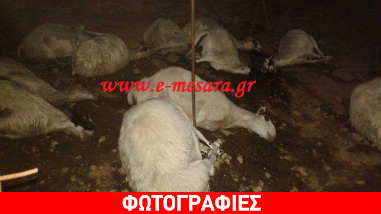 Ρέθυμνο: Σκότωσαν με φρικτό τρόπο κοπάδι προβάτων