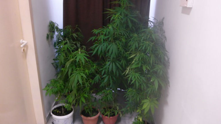 Χανιά: Χειροπέδες για… 30 δεντράκια