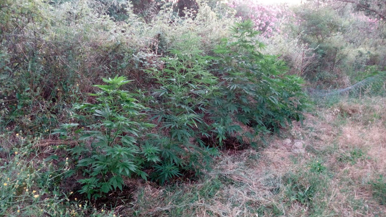 Λέσβος: Χειροπέδες σε 46χρονο χασισοκαλλιεργητή