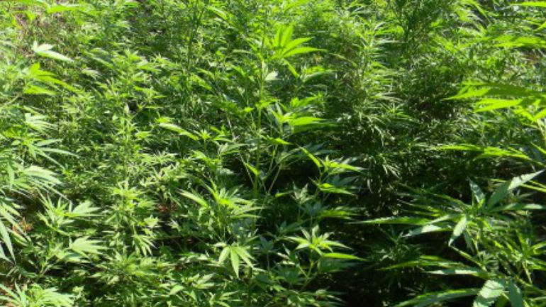 Χανιά: Βρέθηκε «ορφανή» χασισοφυτεία