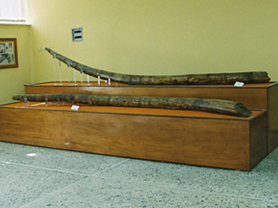 Χαυλιόδοντες για Guinness στα Γρεβενά