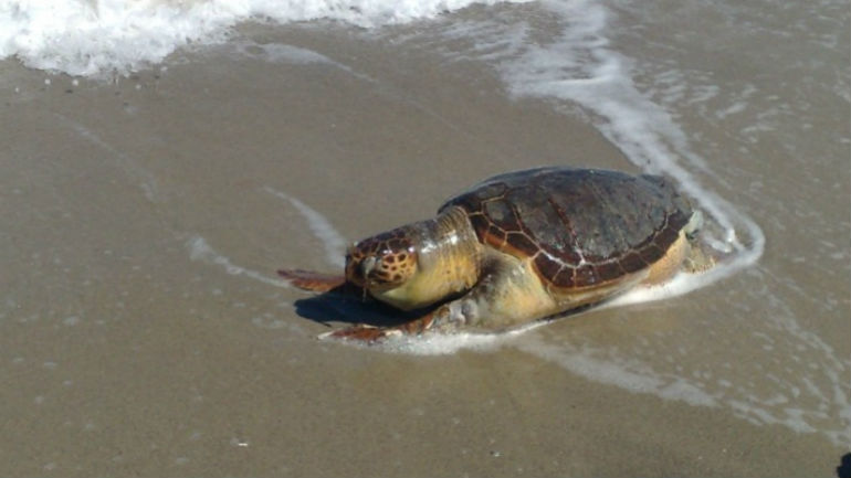 Ξάνθη: Νεκρή χελώνα επέπλεε στη θάλασσα