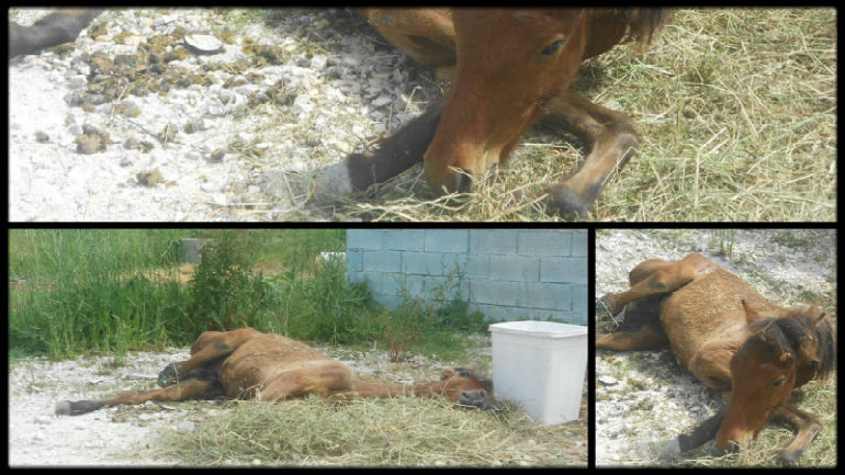 Ιωάννινα: Έκοψαν το πόδι αλόγου