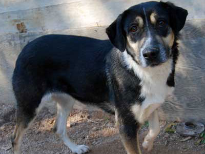 Δώστε της ένα σπίτι και θα σας το ανταποδώσει