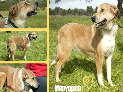 Η Μαργαρίτα ψάχνει σπίτι!