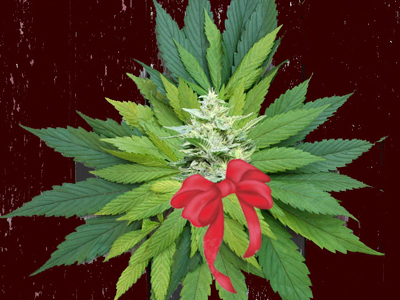 Αυτά τα Χριστούγεννα χαρίστε… μαριχουάνα!