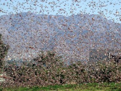 Οι ακρίδες απειλούν την Αυστραλία