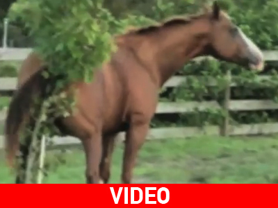 Τίποτα δεν αξίζει όσο ένα καλό ξύσιμο