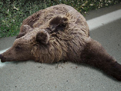 Δύο τραυματισμένες αρκούδες σε ένα 24ωρο