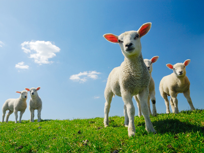 H σφαγή των… αμνών