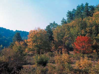 Η κρίση «έπληξε» και το δάσος της Δαδιάς