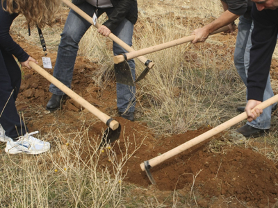 Δενδροφύτευση στη Χαλκιδική